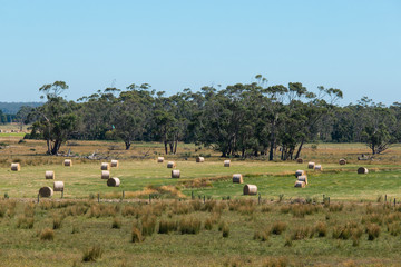 Fototapeta na wymiar Roll of haystack in a grass field with clear blue sky.