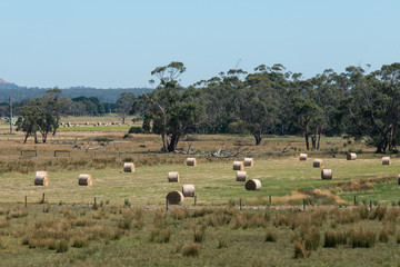 Fototapeta na wymiar Roll of haystack in a grass field with clear blue sky.