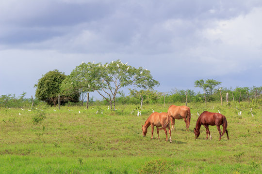 Paisagem campestre
