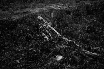 Tronco blanco y negro