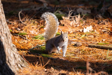 Squirrel in pine forest