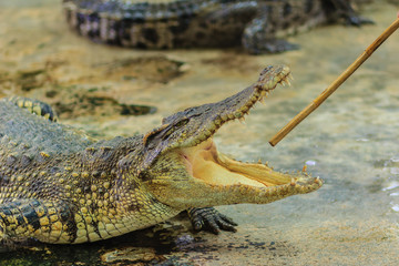 The crocodile is angry and open jaws ready to strike