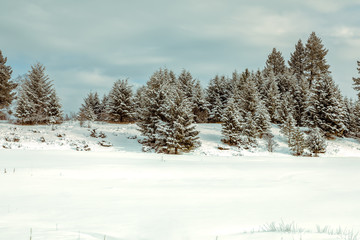 winter Montana landscape with trees and snow