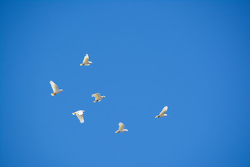 Flying Little Corella, Melrose, South Australia