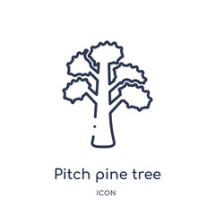 pitch pine tree icon from nature outline collection. Thin line pitch pine tree icon isolated on white background.