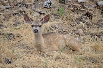 deer lying in grass
