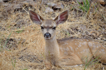 Close up of fawn lying in grass