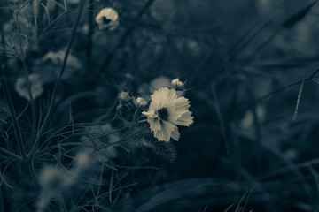 dandelion on a black background