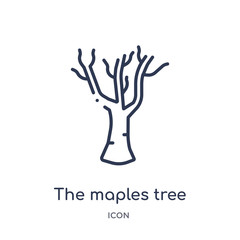 the maples tree icon from nature outline collection. Thin line the maples tree icon isolated on white background.