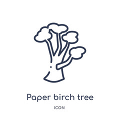 paper birch tree icon from nature outline collection. Thin line paper birch tree icon isolated on white background.