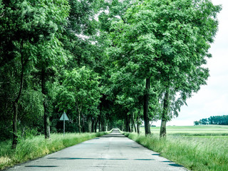 Country road running through green nature tree alley.