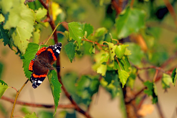 butterfly sitting on a tree branch
