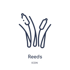 Fototapeta premium reeds icon from nature outline collection. Thin line reeds icon isolated on white background.