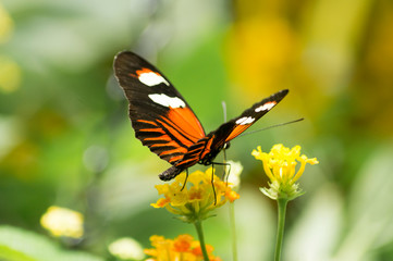 Fototapeta na wymiar orange butterfly on yellow flower