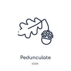 Naklejka premium pedunculate icon from nature outline collection. Thin line pedunculate icon isolated on white background.