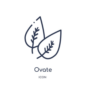 ovate icon from nature outline collection. Thin line ovate icon isolated on white background.