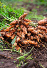 carrots