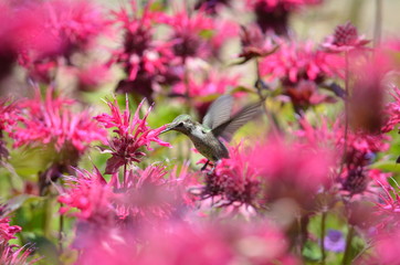Hummingbird amongst brilliant pink flowers