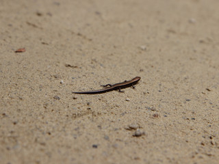 Dolyongnyong Salvage Live in Gangcheonsan Mountain, Sunchang, Jeollanamdo, South Korea