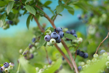 blueberries on a bush