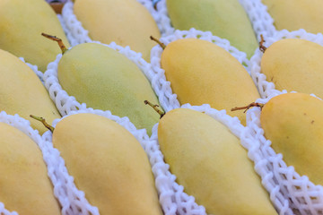 Organic Nam Dok Mai mangoes for sale at the fruit market. The Nam Doc Mai (Nam Dok Mai) mango is a mango cultivar which originated in Thailand. It is the most popular mango variety in Thailand.