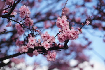 The branche of a flowering sakura. Large pink flowers on the background of flowering twigs.