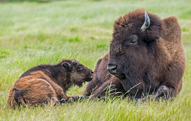An adult Bison lies in grass with her baby.