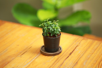 Green leaves in  small pot on wood table