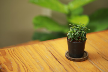 Green leaves in  small pot on wood table