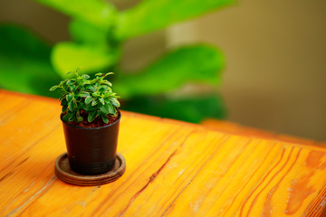 Green leaves in  small pot on wood table