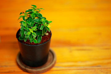 Green leaves in  small pot on wood table