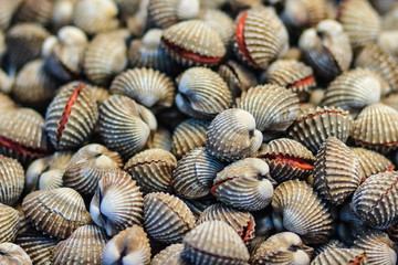 Fresh blood cockle or blood clam (Tegillarca granosa) background. Close-up raw sea cockles clams display for sale at seafood market use for cook steamed blanched cockles clams that very delicious menu