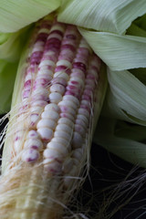 purple corn