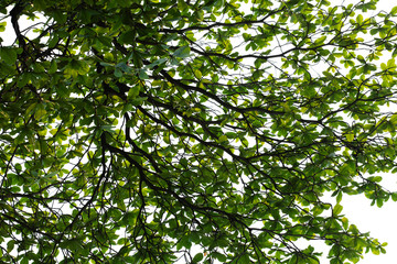 Fototapeta premium Green leaves on white background.This has clipping path