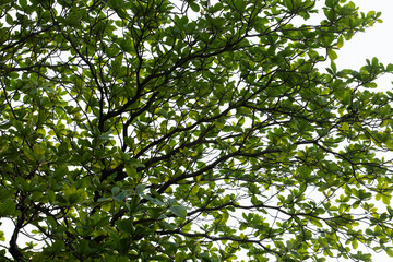 Green leaves on white background.This has clipping path