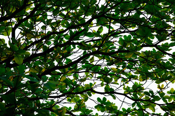 Green leaves on white background.This has clipping path