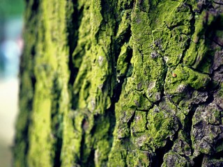 Moss covered Old Wood texture background. Texture of tree bark with green plants.