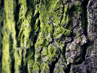 Moss covered Old Wood texture background. Texture of tree bark with green plants.