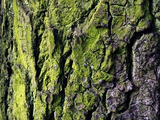Old tree bark with green moss and crack on the texture 