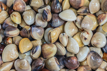 Fresh enamel venus shell (Meretrix lyrata) for sale at the seafood market. Meretrix is a genus of edible saltwater clams, marine bivalve molluscs in the family Veneridae, the Venus clams.