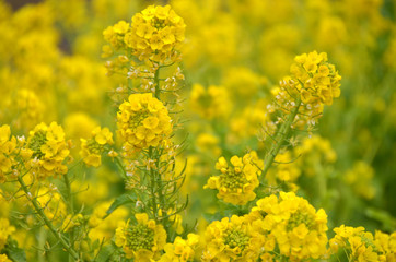 菜の花　黄色い畑３