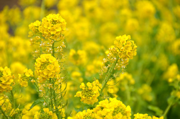 菜の花　黄色い畑２