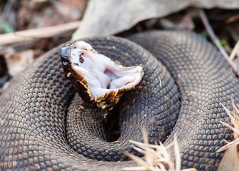 Cottonmouth in defensive posture