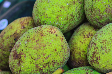 Extra large size of organic breadfruit (Artocarpus altilis) fruit for sale at the fruit market. Breadfruit is a species of flowering tree in the mulberry and jackfruit family.