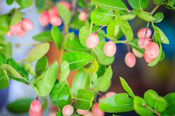Organic Karanda (Carissa carandas) fruit on tree for sale at the plant market. Bengal currant fruit...