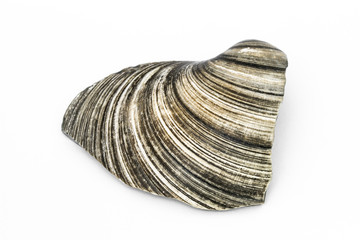Muschelfragment