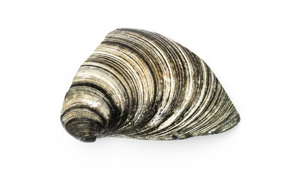 Muschelfragment