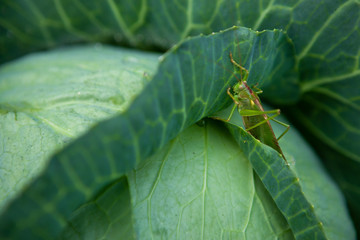 locusts on cabbage