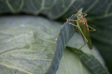 locusts on cabbage