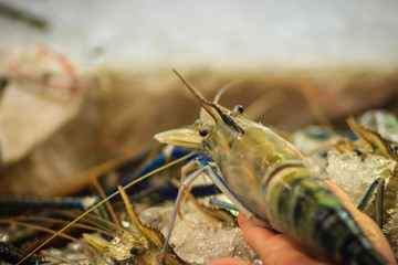 Extra large size of giant malaysian prawn (Macrobrachium rosenbergii) also known as the giant river prawn or giant freshwater prawn, is a commercially important species of palaemonid freshwater prawn